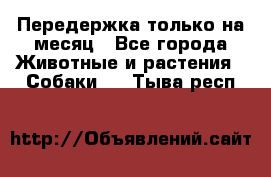 Передержка только на месяц - Все города Животные и растения » Собаки   . Тыва респ.